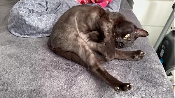 Pussy in 4K/120