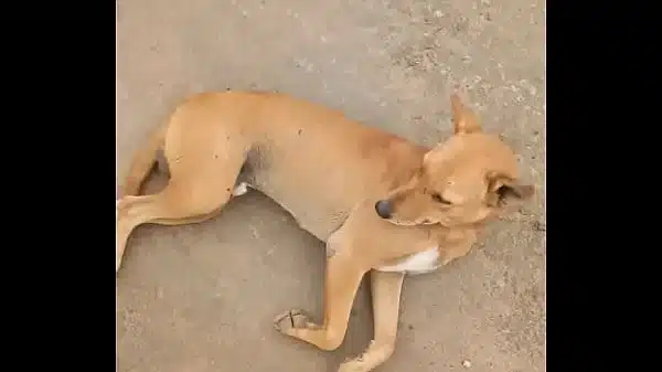 कर